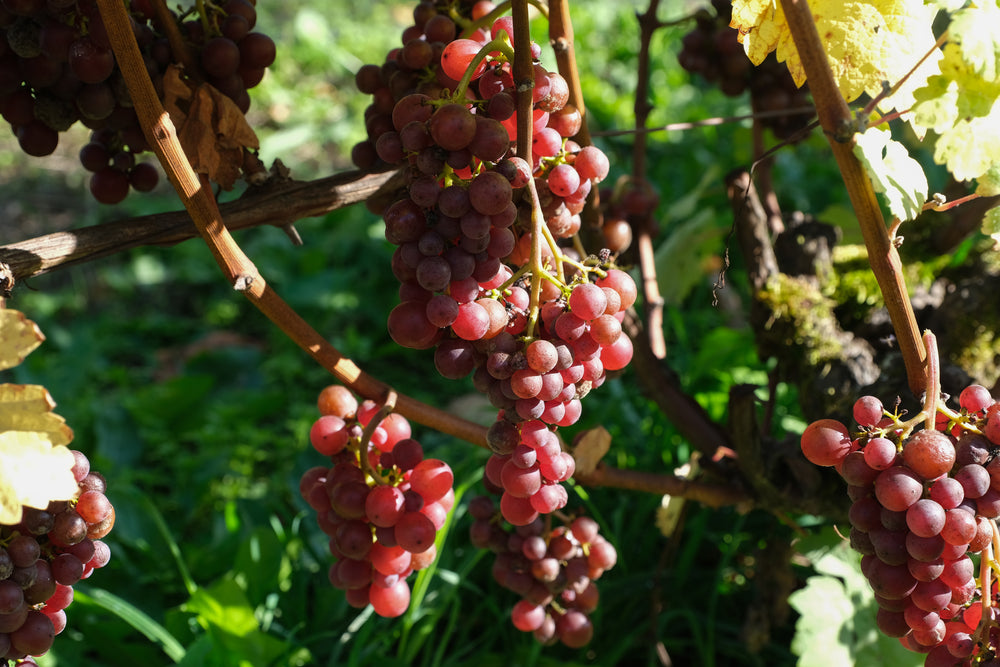 Ripe wine grapes ready for harvest